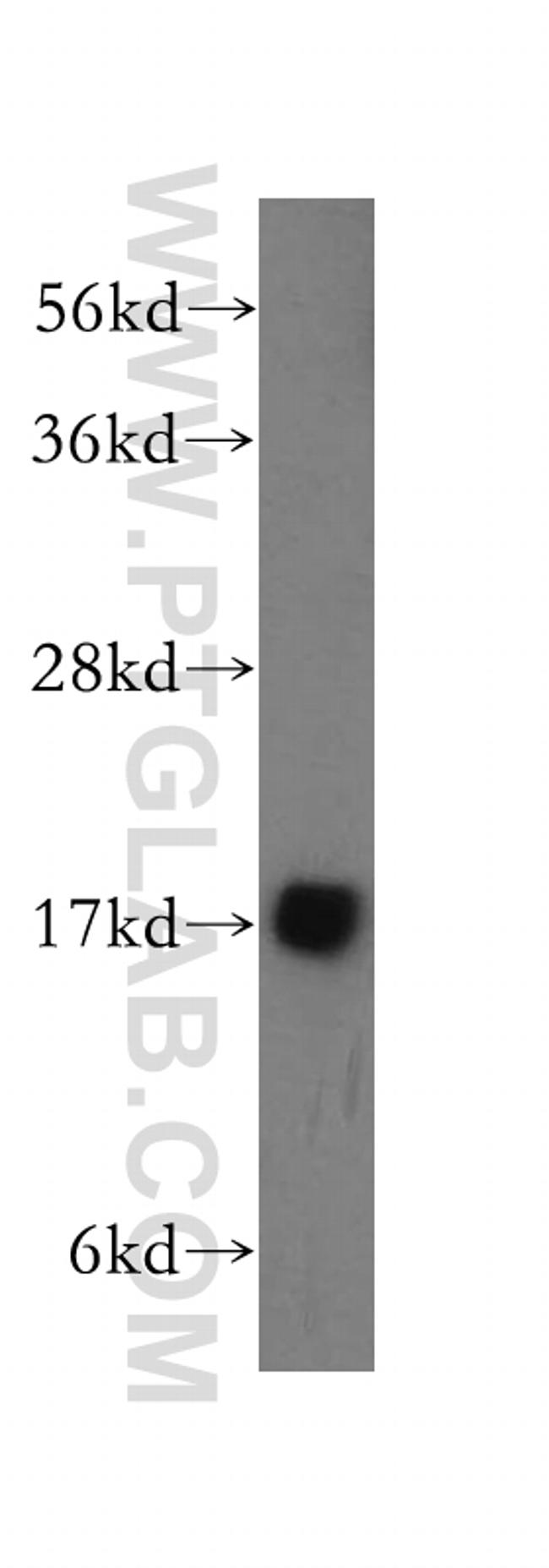 MTP18 Antibody in Western Blot (WB)