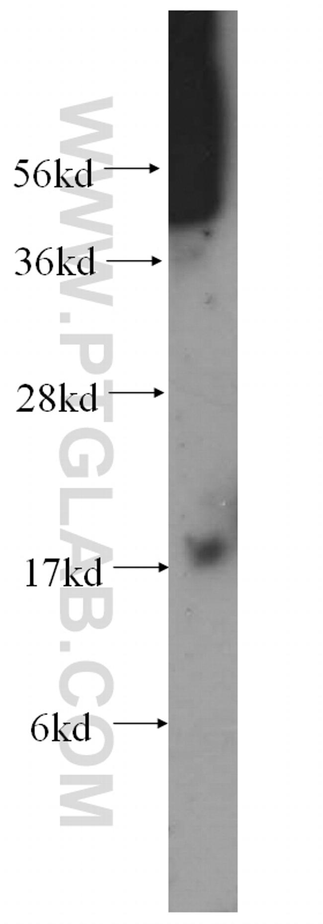 MTP18 Antibody in Western Blot (WB)