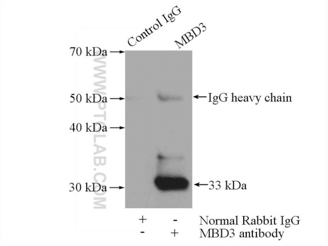 MBD3 Antibody in Immunoprecipitation (IP)