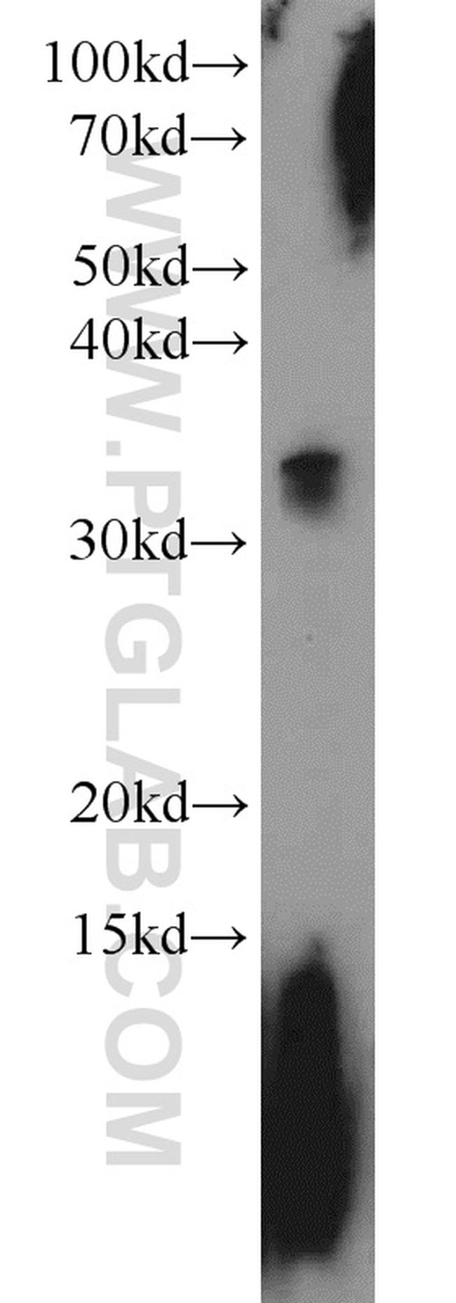 MBD3 Antibody in Western Blot (WB)