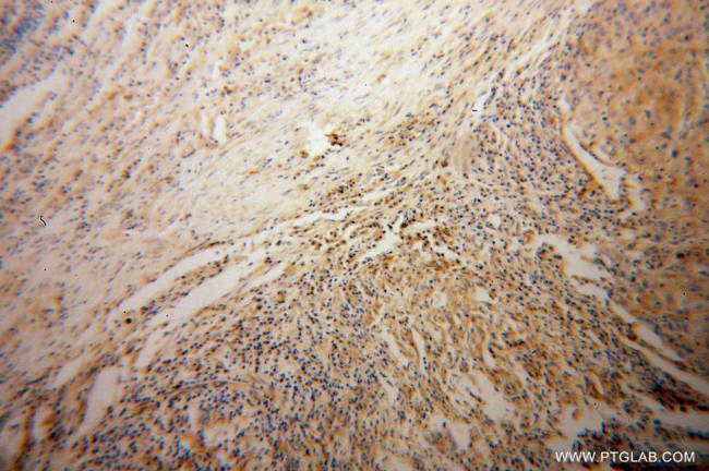 Syntaxin 12 Antibody in Immunohistochemistry (Paraffin) (IHC (P))