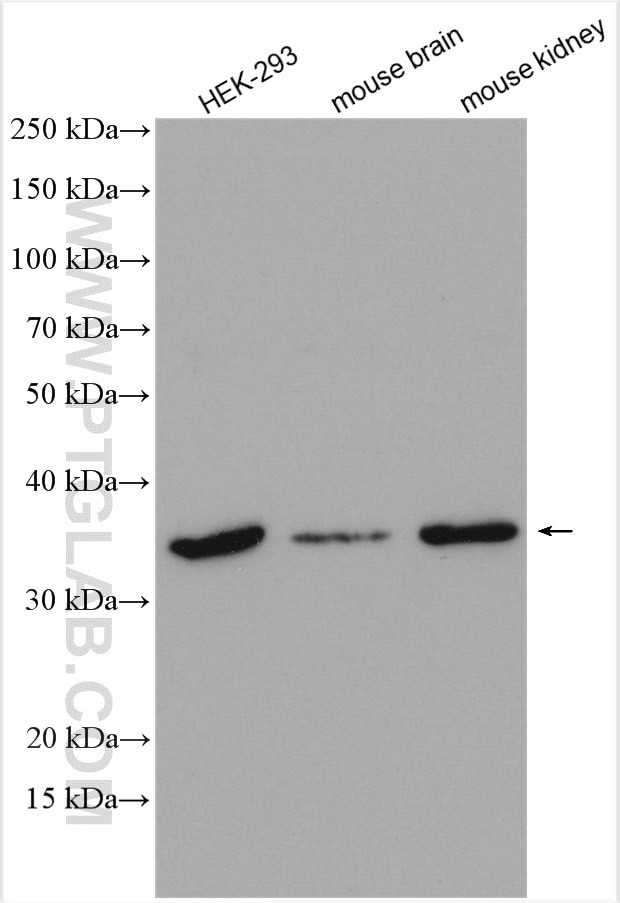 Syntaxin 12 Antibody in Western Blot (WB)