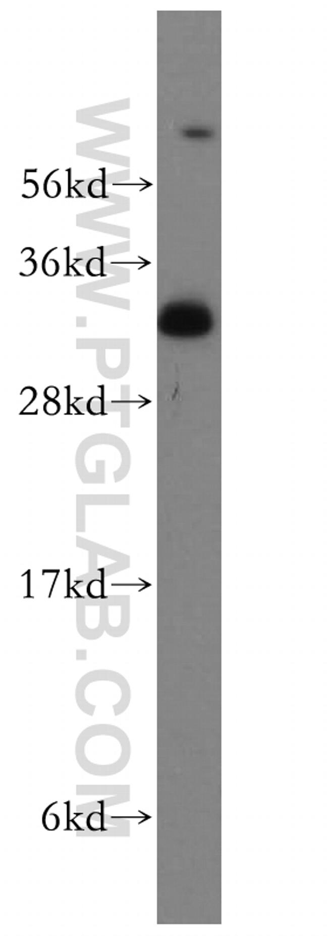 Syntaxin 12 Antibody in Western Blot (WB)