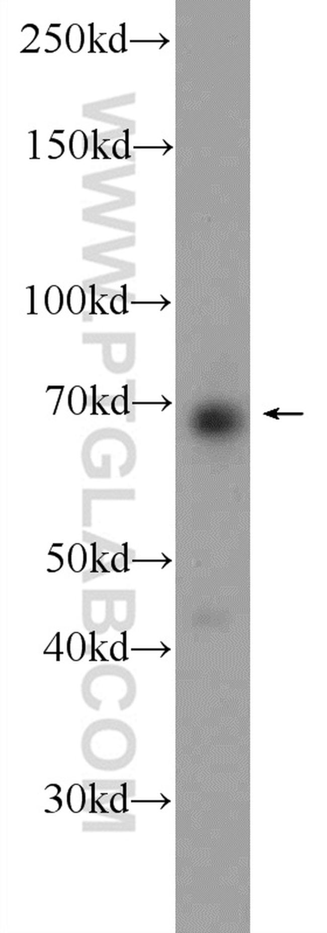 ARNTL Antibody in Western Blot (WB)