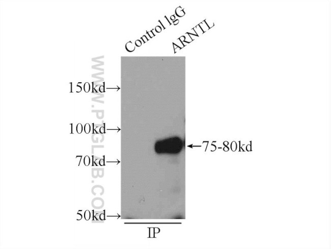 ARNTL Antibody in Immunoprecipitation (IP)