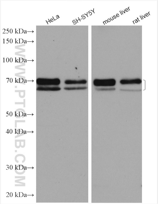 ARNTL Antibody in Western Blot (WB)