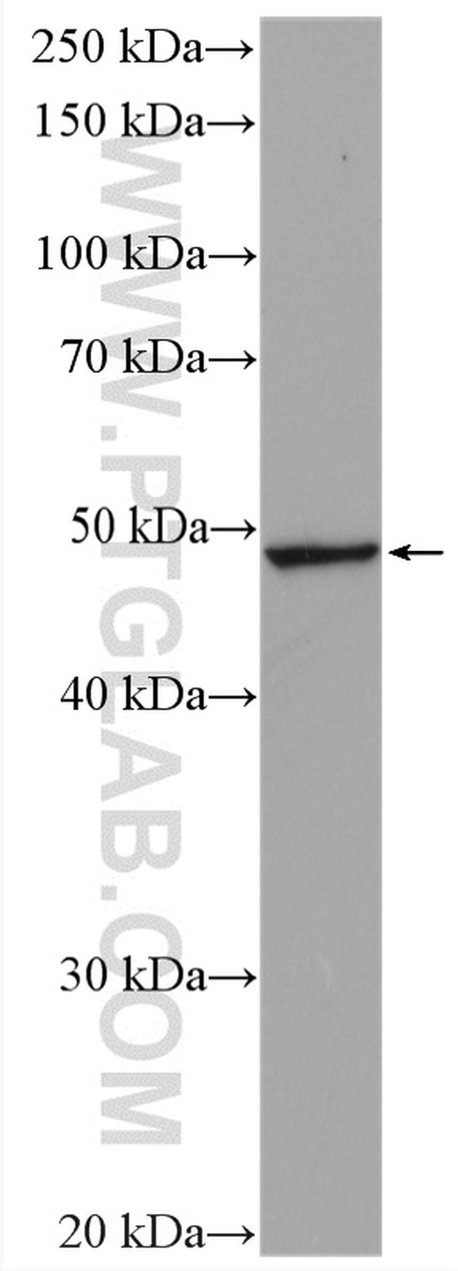 VPS4A Antibody in Western Blot (WB)