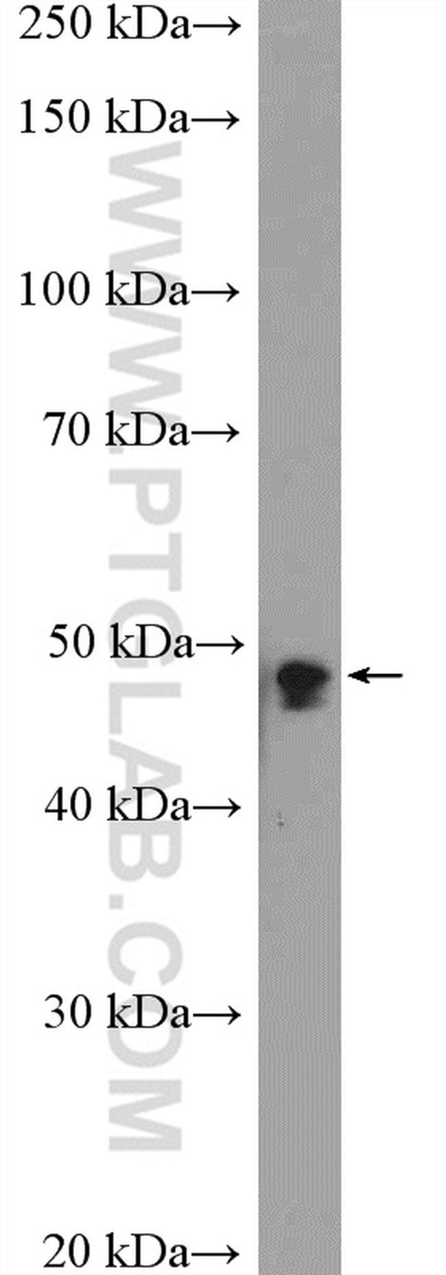 VPS4A Antibody in Western Blot (WB)