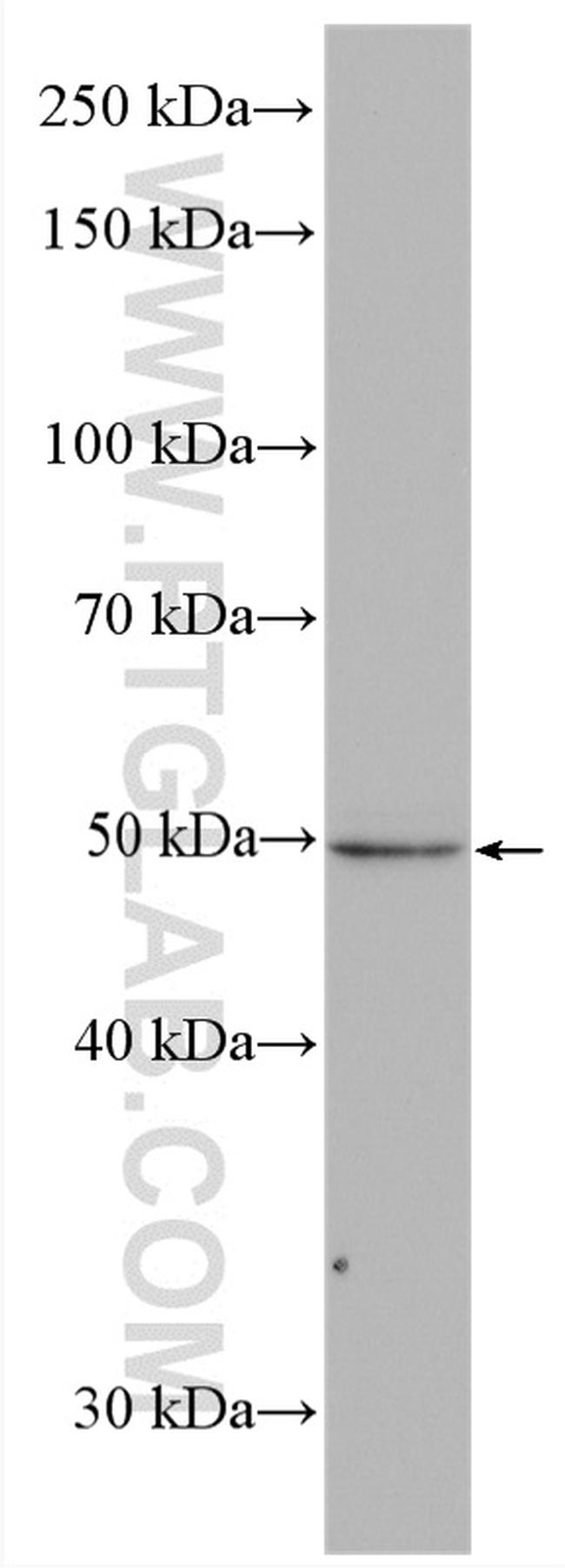 VPS4A Antibody in Western Blot (WB)