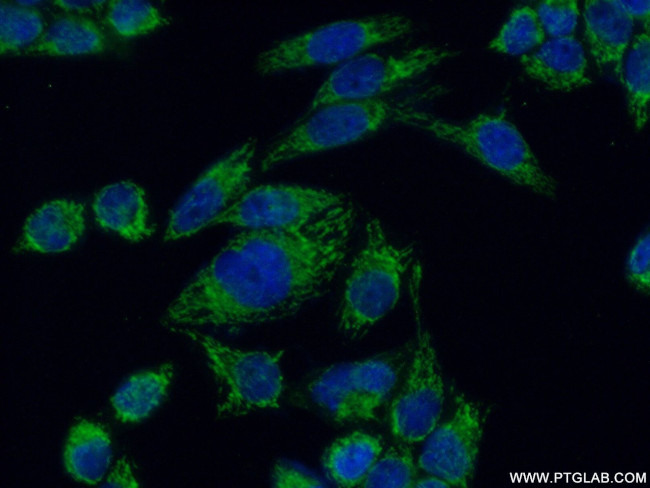 GFM1 Antibody in Immunocytochemistry (ICC/IF)