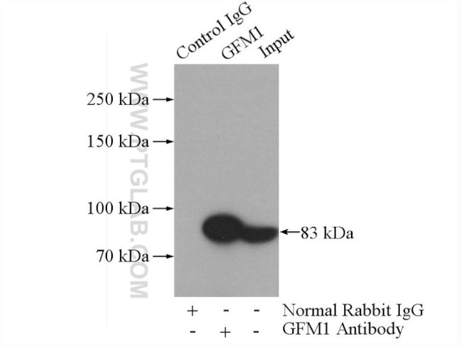 GFM1 Antibody in Immunoprecipitation (IP)