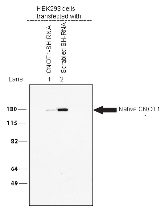 CNOT1 Antibody in Western Blot (WB)