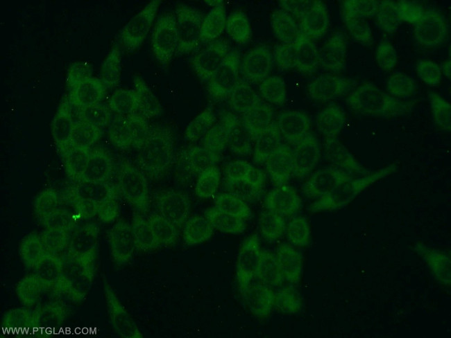 FN3K Antibody in Immunocytochemistry (ICC/IF)