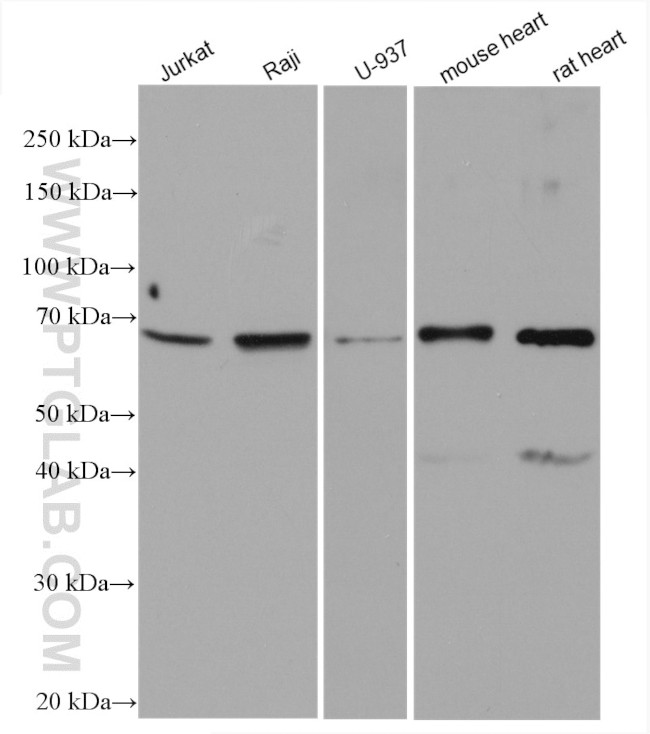 CHST15 Antibody in Western Blot (WB)