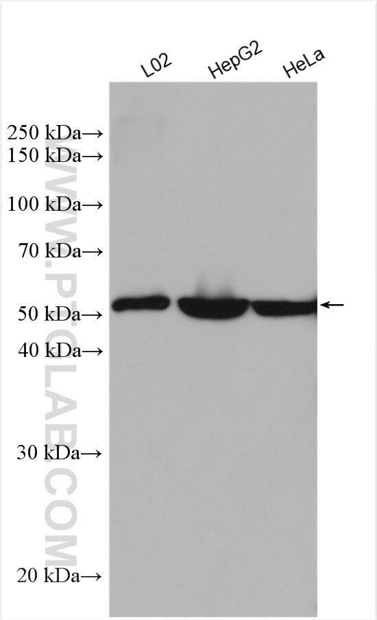 GLUD1 Antibody in Western Blot (WB)