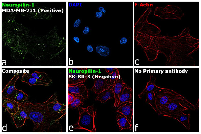 CD304 (Neuropilin-1) Antibody in Immunocytochemistry (ICC/IF)