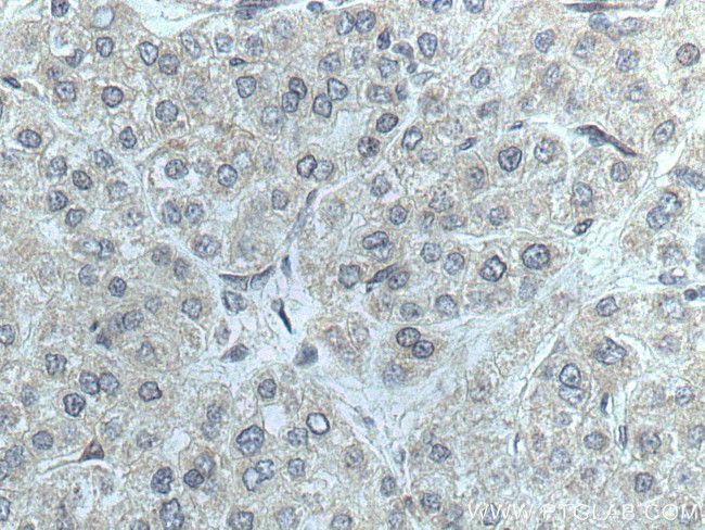 NFAM1 Antibody in Immunohistochemistry (Paraffin) (IHC (P))