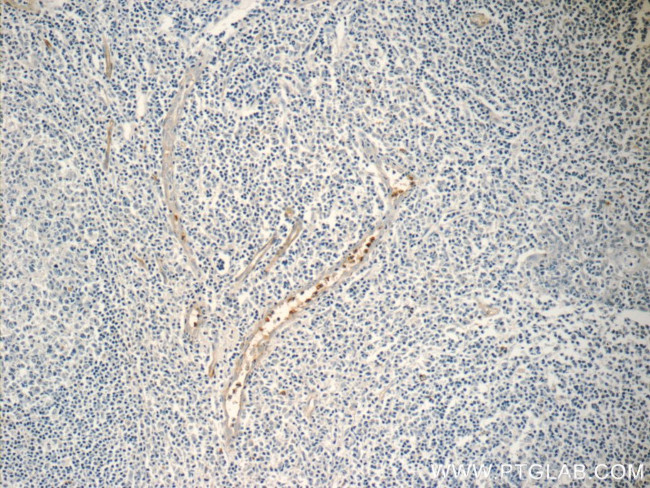 NFAM1 Antibody in Immunohistochemistry (Paraffin) (IHC (P))