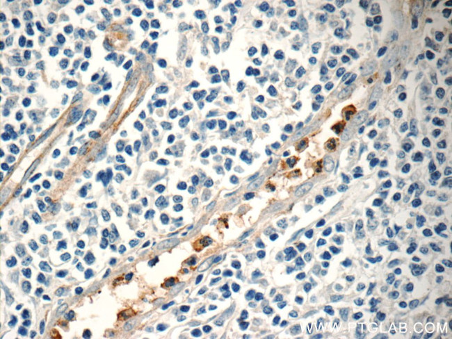 NFAM1 Antibody in Immunohistochemistry (Paraffin) (IHC (P))