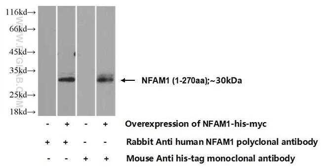 NFAM1 Antibody in Western Blot (WB)