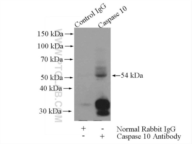 Caspase 10/p23/17/p12 Antibody in Immunoprecipitation (IP)