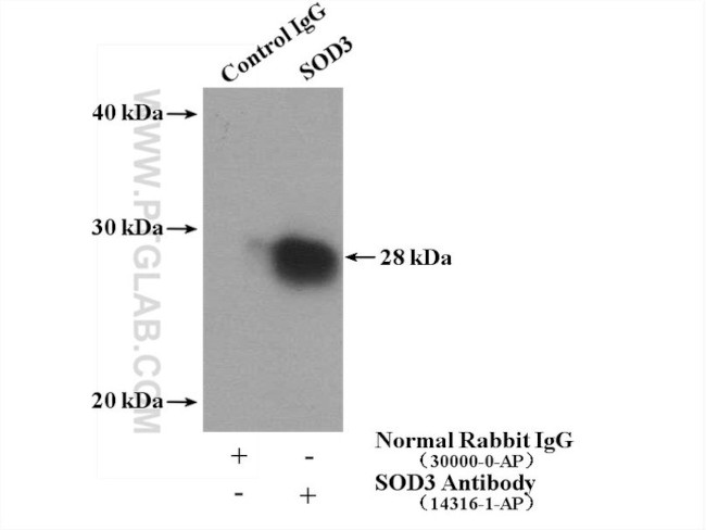 SOD3 Antibody in Immunoprecipitation (IP)