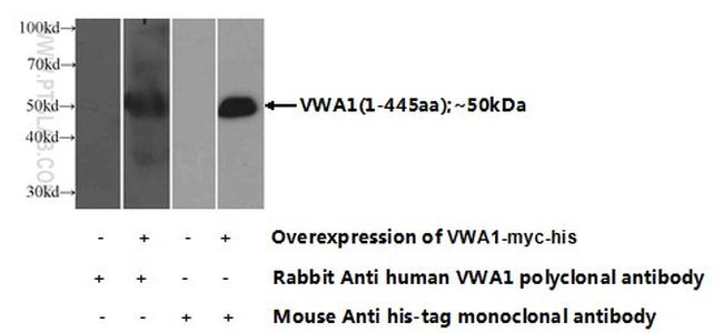 VWA1 Antibody in Western Blot (WB)