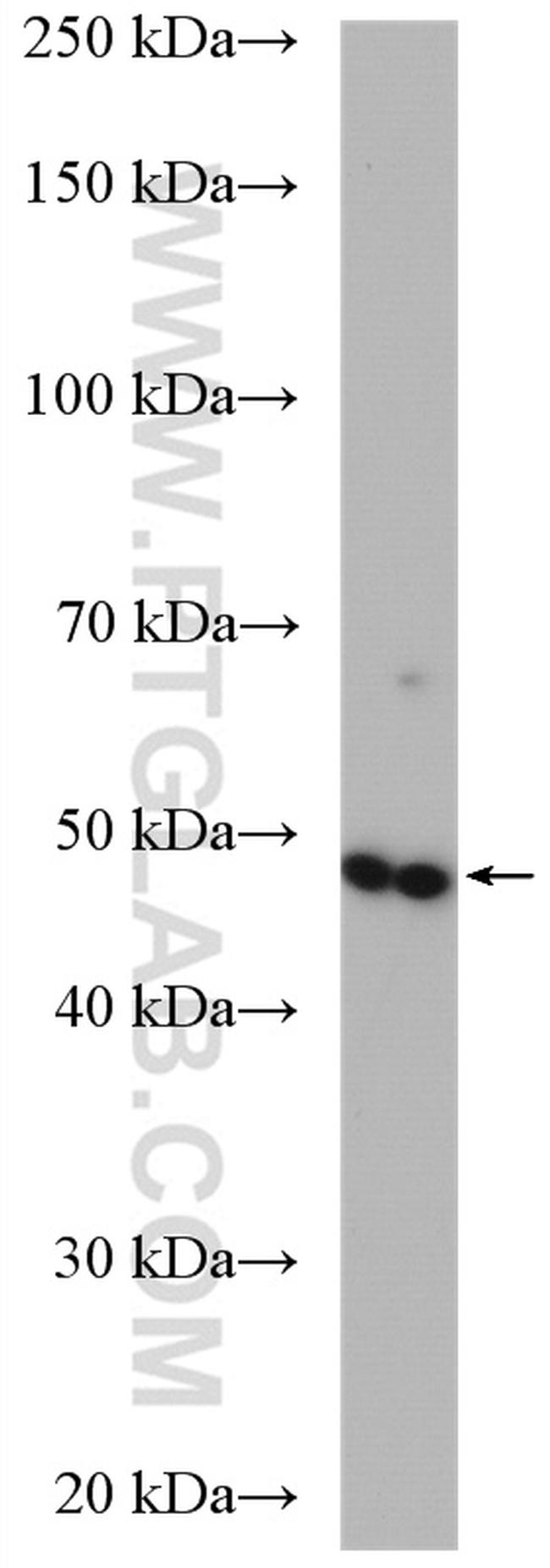 VWA1 Antibody in Western Blot (WB)