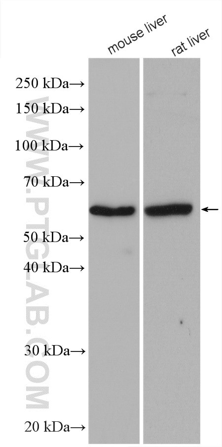 BCO2 Antibody in Western Blot (WB)