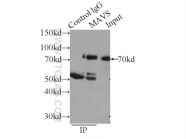 MAVS/VISA Antibody in Immunoprecipitation (IP)