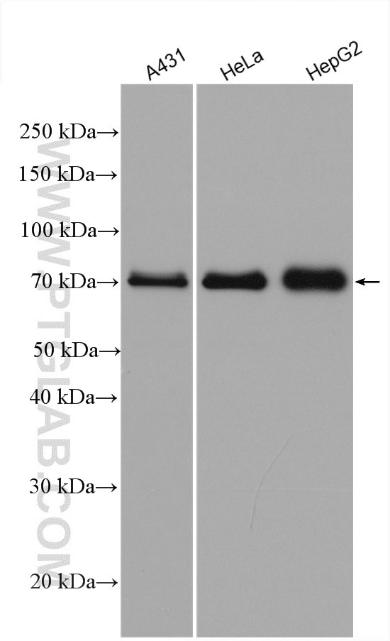 MAVS/VISA Antibody in Western Blot (WB)