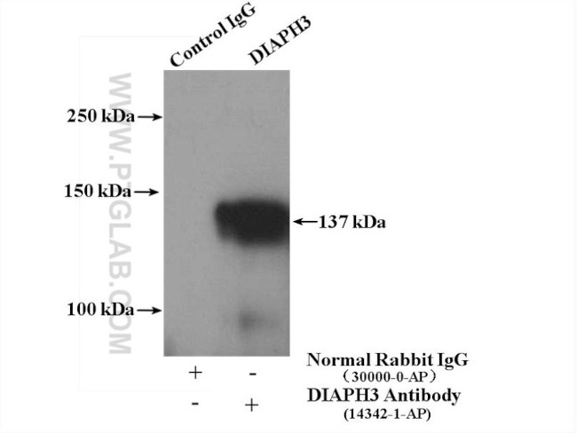 DIAPH3 Antibody in Immunoprecipitation (IP)