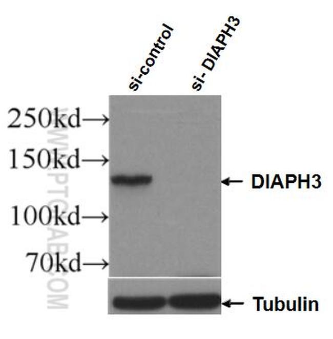 DIAPH3 Antibody in Western Blot (WB)