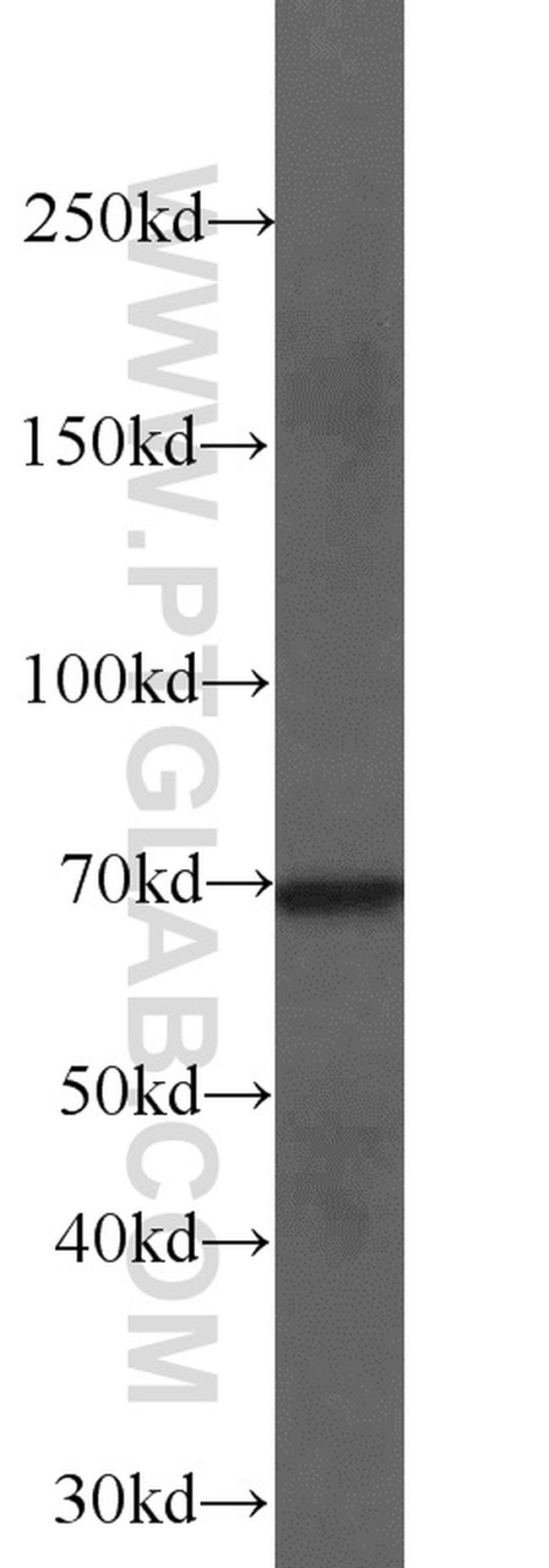 NUB1 Antibody in Western Blot (WB)