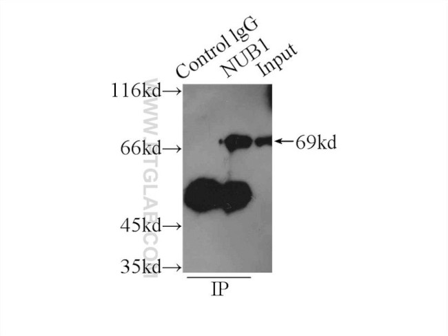 NUB1 Antibody in Immunoprecipitation (IP)