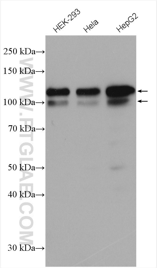 USP1 Antibody in Western Blot (WB)