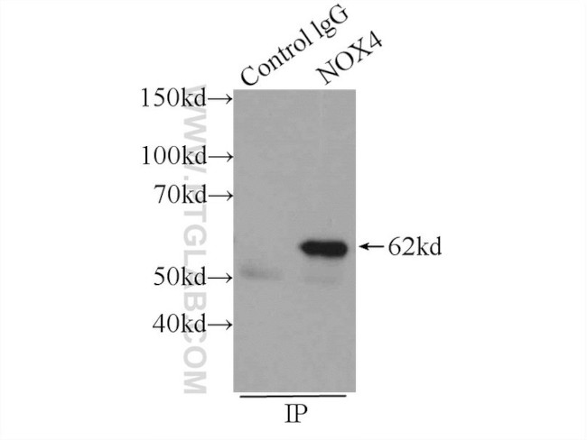 NOX4 Antibody in Immunoprecipitation (IP)