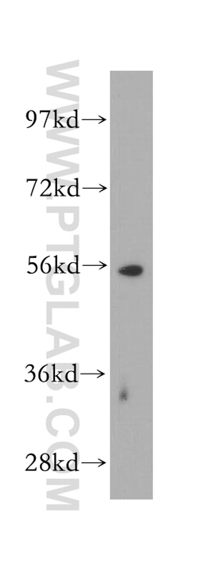 ERG Antibody in Western Blot (WB)