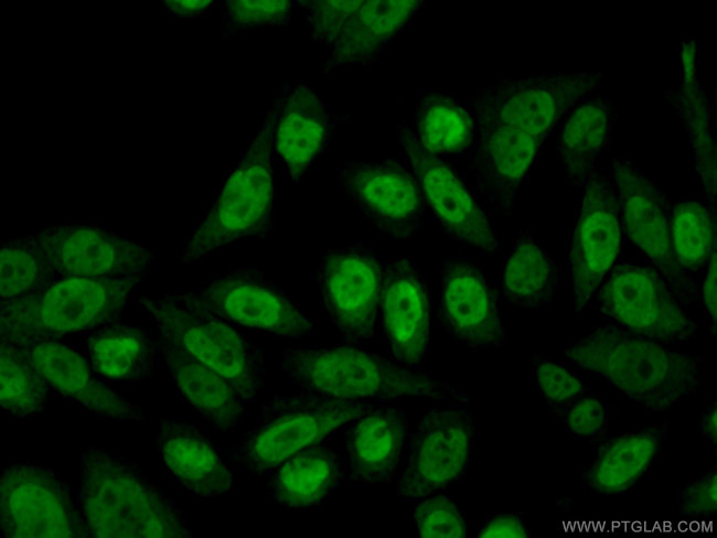 RBM3 Antibody in Immunocytochemistry (ICC/IF)