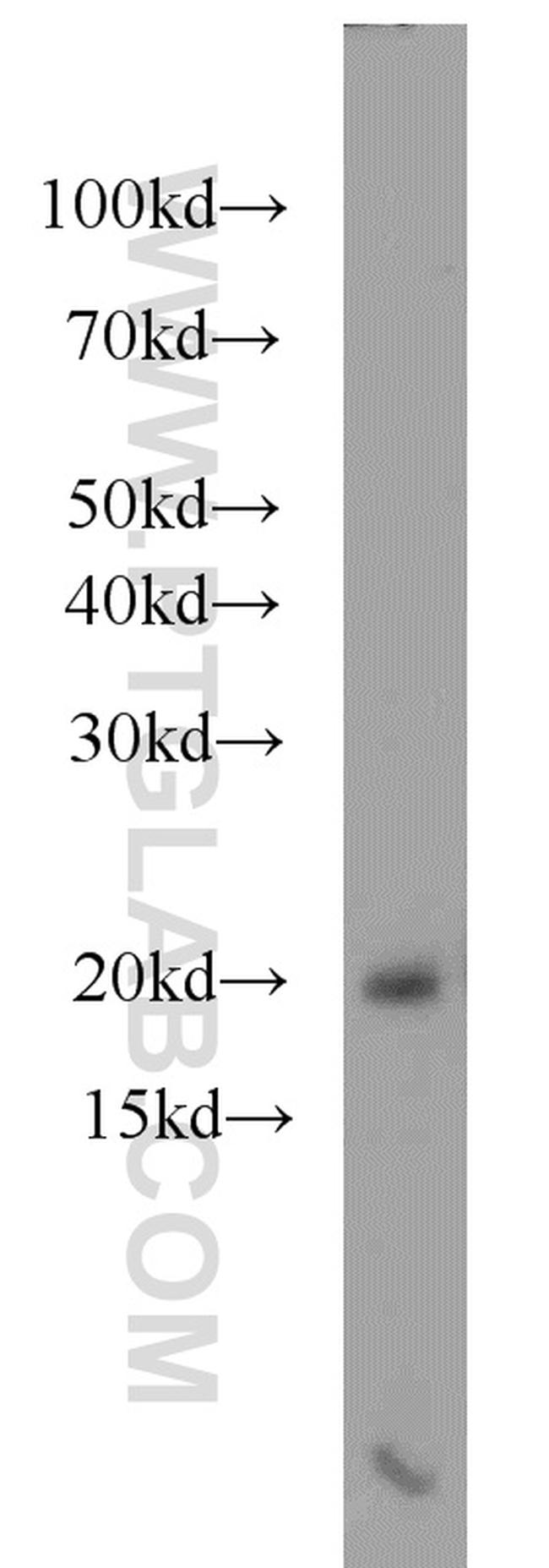 RBM3 Antibody in Western Blot (WB)