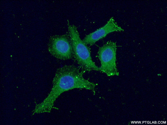 PKC gamma Antibody in Immunocytochemistry (ICC/IF)