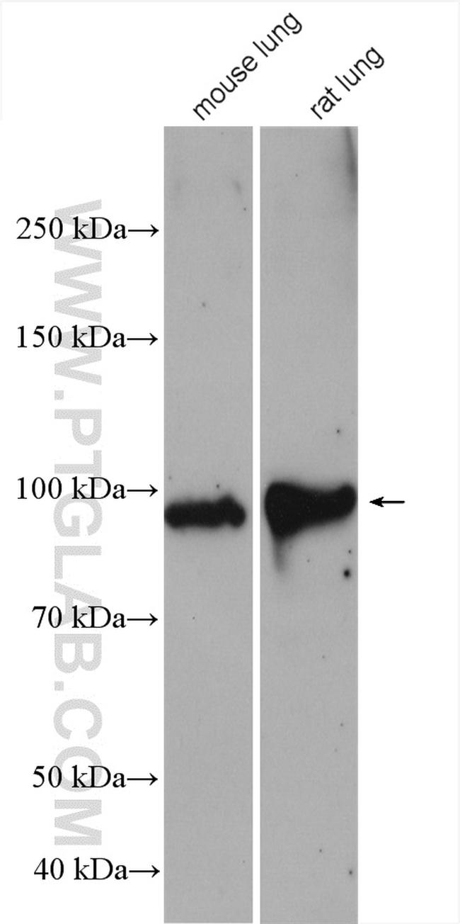 VAP1 Antibody in Western Blot (WB)