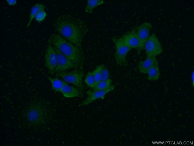 FAM175A Antibody in Immunocytochemistry (ICC/IF)