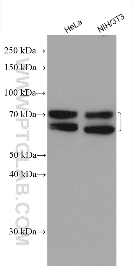 MTMR2 Antibody in Western Blot (WB)