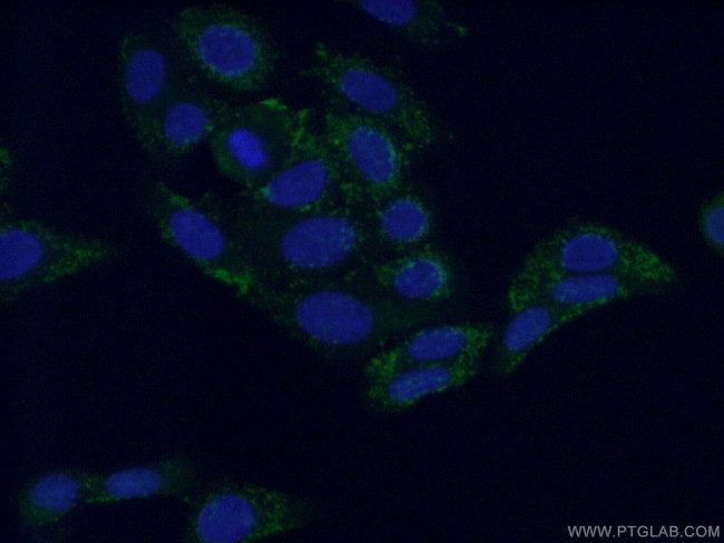 NIT1 Antibody in Immunocytochemistry (ICC/IF)