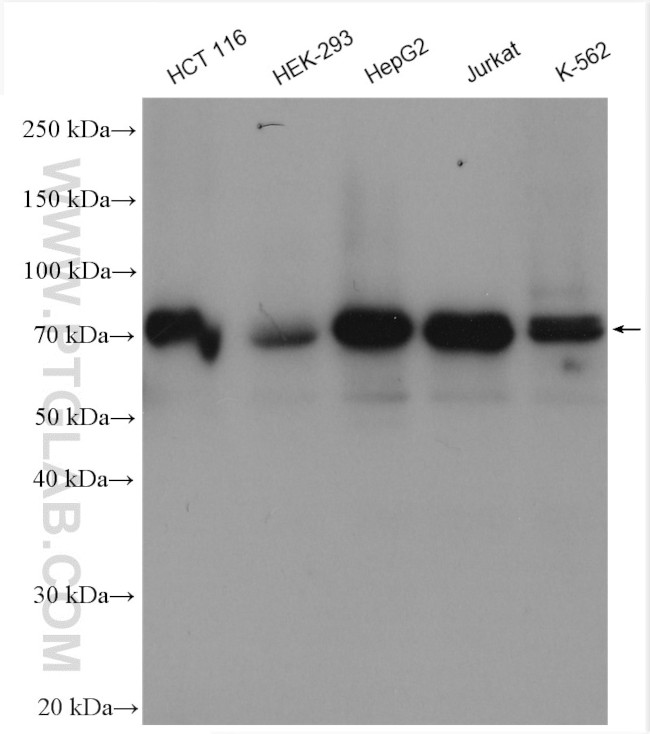 CDT1 Antibody in Western Blot (WB)