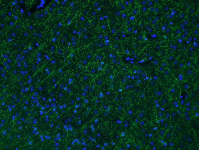 MAG Antibody in Immunohistochemistry (PFA fixed) (IHC (PFA))