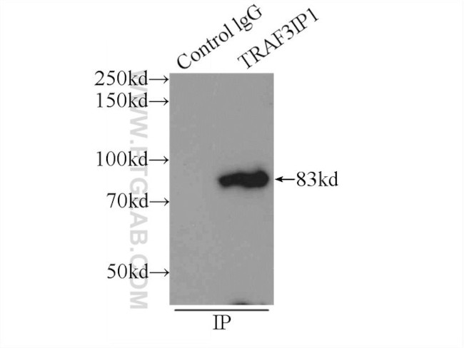 TRAF3IP1 Antibody in Immunoprecipitation (IP)