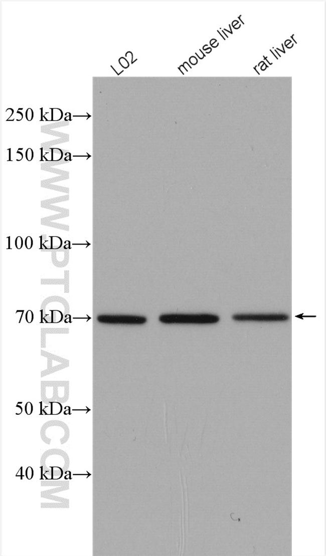 TAB2 Antibody in Western Blot (WB)