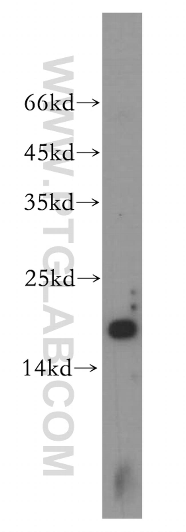 UBE2L3 Antibody in Western Blot (WB)